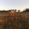 Paseo a caballo