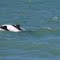 Patagonia:delfini nella baia di Rawson