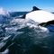Comerson dolphin