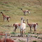 mc Les guanacos au bord de la route