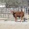 Finca "Los Sauces"- Ternera Santa Gertrudis