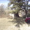 MOLINO QUEMADO