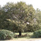 Roble