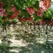 Viñedos, uva Red Globe
