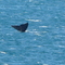 BALLENA FRANCA AUSTRAL   17/08/08