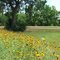 Brazos Bend State Park, Texas