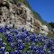 Rockwall & bluebonnets