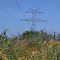 Power & wildflowers