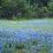 Texas bluebonnets