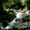 Cascadita en la Selva Nublada de las Yungas en Tucuman