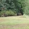 Deer in the woods