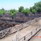 -Feria Brandsen- Invernada y Cria-  JL