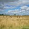 Campo bonaerense