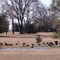 Aves en la cancha de Golf