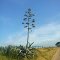 Arbol Zona Rural Coronel Moldes