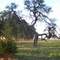campo
