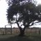 mirando el campo,mota (ctes)