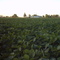 Campo de Soja