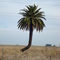 Palmera con el tronco torcido y solita al medio del campo