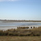 Sequía en Laguna de Teodelina - Sta.Fe
