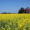 Mar amarillo