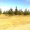 Pines in the outskirts of GSM / Pinos a las afueras del pueblo