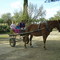 Dia de Campo
