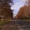 Ruta a Areco. Galería de olmos. Otoño 09