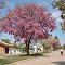 San Antonio de Areco - Lapacho rosado adornan el boulevard - ecm