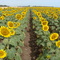 Cultura de girasol junto a Ruta 88 - Argentina