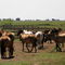 Caballos