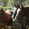 Caballos