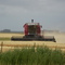 Cosecha de trigo cerca de Orense, Provincia de Buenos Aires, Argentina