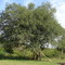 Guayacan en el Campo de "Patan"