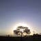 Atardecer de un árbol