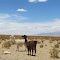 Próximo a San Pedro de Atacama