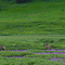 Mule deer at Tyndall Meadows. Salmon River Mtns.