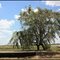 WEEPING WILLOW (ROUTE 7)  ---  SAUCE LLORON (RUTA 7)