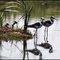 TERO REAL (Himantopus Melanurus) CONTEST MARCH 2011