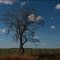 COTTON SKIES  -  CIELOS DE ALGODON