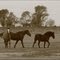 THE HORSES IN THE PAMPA - LOS CABALLOS EN LA LLANURA PAMPEANA