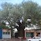 ARBOL HISTORICO