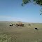 Ganado en el campo