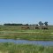 RN 33 - Kmt. 638 - Caballos en el agua - Vdo. Tuerto - Sta. Fe