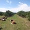 CERCA DEL RIO TIMBOY, CAMPO DE LOLO