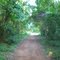Sendero en la selva nativa. (Yapeyú, Corrientes)