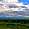 corn field