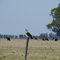 pajaro carpintero