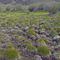 Cattle hummocks at "The Swamps" in Copper Basin. The result of serious overgrazing by cattle