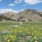 subalpine meadow at head of Corral Creek